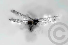 silver-fly (1)